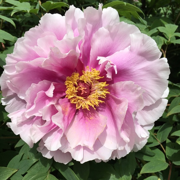 Meet your Posher, Jennifer - Picture 1 of 2